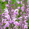 Salvia Pratensis Rose Rhapsody